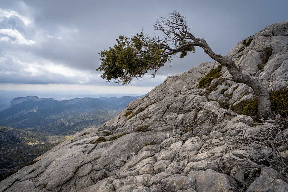 Vorschaubild (Baum auf Felsen) vom Seminar "Gesund und munter - Resilienz und Gesundheit" – mit Felix Rübcke (evolution companions) und Jonas Geißler (MANEMO eG)